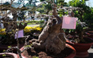 Kiểng “độc” giá cao