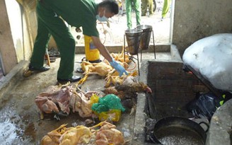 Phá lò giết mổ lậu gia cầm bẩn
