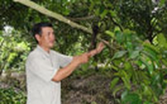 Măng cụt nghịch mùa