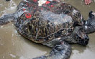 Thả rùa quý hiếm có nguy cơ tuyệt chủng về biển