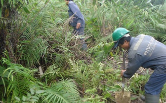 Cho đại ngàn mãi xanh