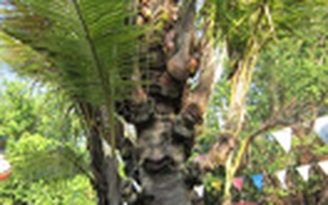 Những cây dừa nhiều ngọn