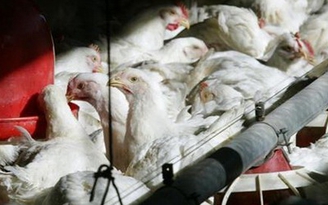Số ca nhiễm H7N9 tại Trung Quốc gia tăng