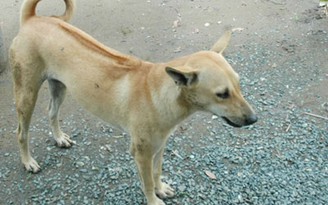 Kỳ 3: “Bí quyết” nuôi chó Phú Quốc
