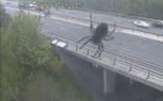 Phát hiện nhện "khổng lồ" tại Anh