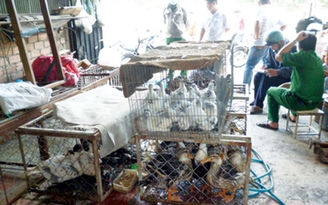 Kinh doanh, giết mổ lậu gia cầm