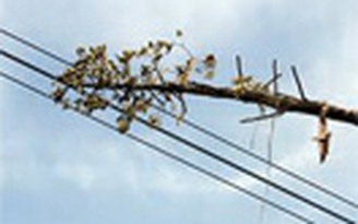 8 giờ xử lý sự cố đường dây 500 kV