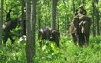 Thả voi mắc bẫy về với rừng