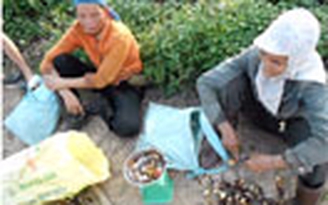 Người vùng cao Thanh Hóa đổ xô hái nấm lim
