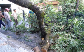 Mai anh đào cổ thụ ngã đổ giữa phố Đà Lạt Mai anh đào cổ thụ ngã đổ giữa phố Đà Lạt