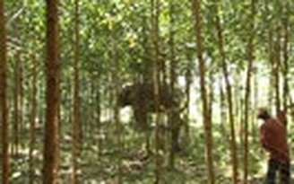 Đàn voi rừng xuất hiện phá hoa màu của dân