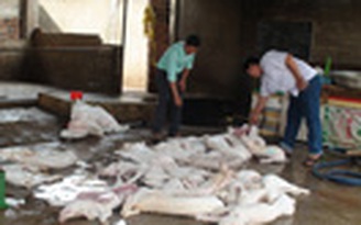 Phát hiện lò mổ heo lậu