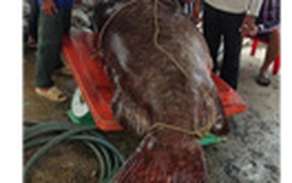 Đánh lưới được cá mú nặng hơn 250 kg