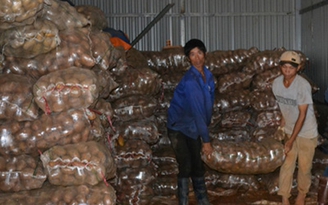 Tiêu hủy 26 tấn khoai tây Trung Quốc có chất độc hại