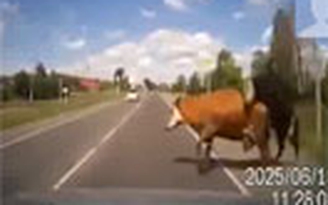 Khi bò làm "chuyện ấy" không đúng chỗ