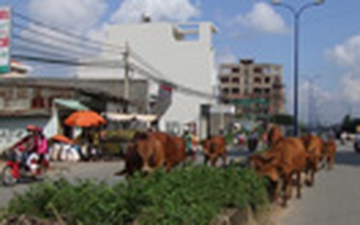 Bò dạo phố