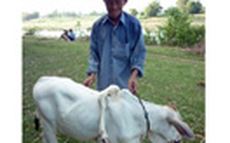 Bò mọc chân trên lưng