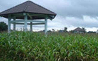 Công viên... bắp