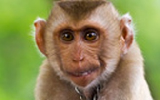 Cảnh báo vi rút nguy hiểm lây từ khỉ sang người