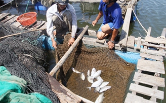 Lấy mẫu nước trên vịnh Mân Quang xét nghiệm