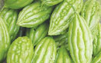 Thuốc đắng dã tật từ khổ qua