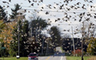 Chim cũng biết tuân thủ tốc độ giao thông