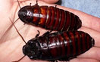 Yêu gián kiểu Mỹ