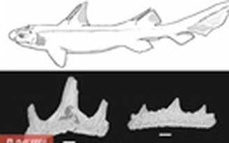 Phát hiện hóa thạch cá mập 'Răng Quỷ'
