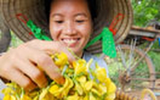 Thu nhập gần 500.000 đồng/ngày từ bông điên điển