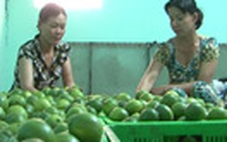 Chanh không hạt Hậu Giang được cấp giấy chứng nhận đăng ký nhãn hiệu