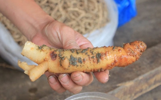 567 tỉ đồng phát triển 1.000 ha sâm Ngọc Linh