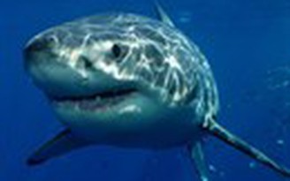 Cá mập trắng có thể sống hơn 70 tuổi