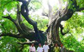 'Đệ nhất' cổ thụ miền Tây