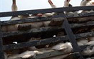 Hàn Quốc giết hàng ngàn con vịt vì nghi có dịch cúm gia cầm
