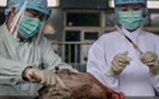 Đã có 3 người chết vì H7N9 ở Hồng Kông