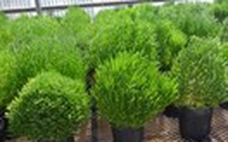 Thử nghiệm nhiên liệu sinh học từ thực vật sa mạc