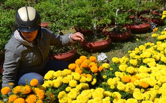 Thủ phủ hoa Đà Lạt khan hiếm hoa hồng, cẩm chướng