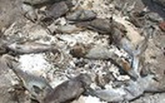 Cá lồng bè chết hàng loạt ở Kiên Giang