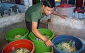 Thoát nghèo từ nuôi dế than