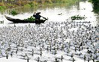 Thê thảm giá gia cầm