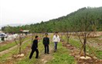 Rừng mai 103 cây ở khu mộ Đại tướng Võ Nguyên Giáp đã hoàn thành