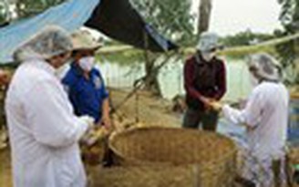 Dịch cúm gia cầm diễn biến phức tạp đe dọa Việt Nam