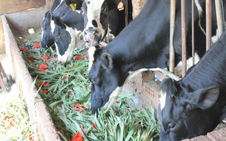 Mang hoa lay ơn thay cỏ nuôi... bò sữa