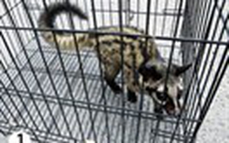 Giải cứu thú rừng