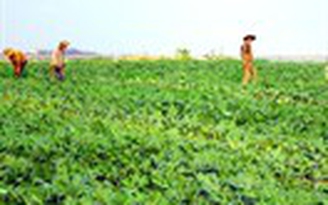 Gieo mùa trên sông cạn