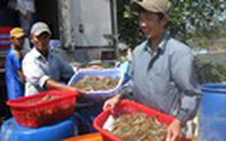 Chạy đua nuôi tôm thẻ chân trắng