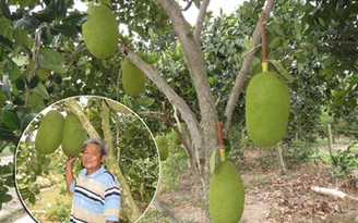 Làm giàu từ cây mít