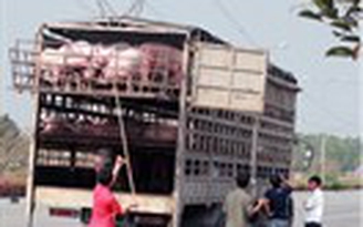 Bắt 2 xe tải vứt heo chết xuống đường