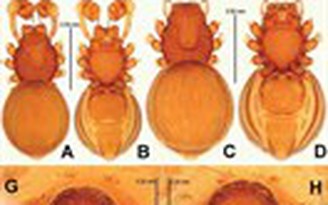 Phát hiện 5 loài nhện giáp mới