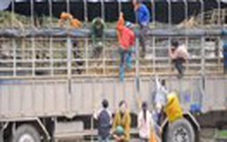 Clip: 'Hôi dưa' trắng trợn gần cửa khẩu Tân Thanh